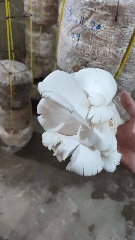 Fresh Oyster Mushroom /Organic Oyster Mushroom /Fresh organic mushroom 6