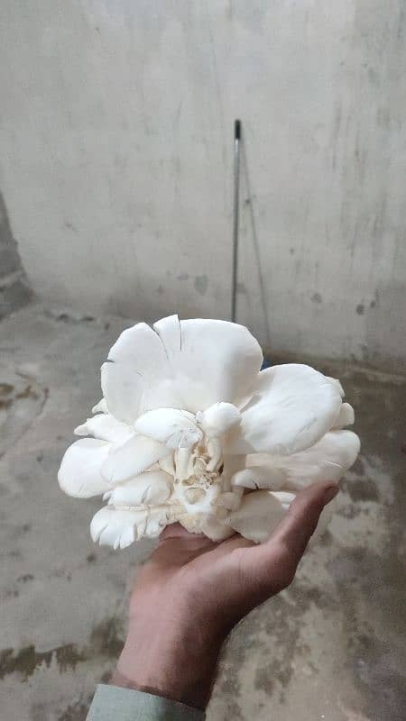 Fresh Oyster Mushroom /Organic Oyster Mushroom /Fresh organic mushroom 7