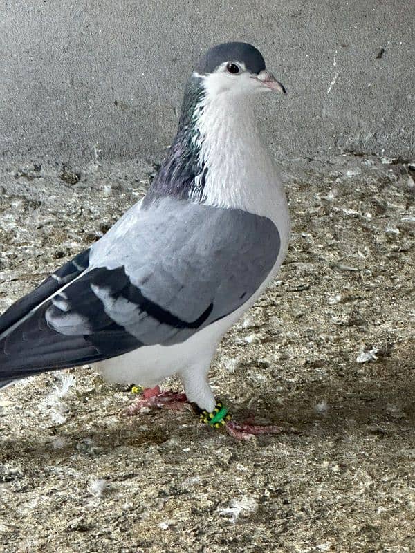 fancy pigeons and mix pigeon 7