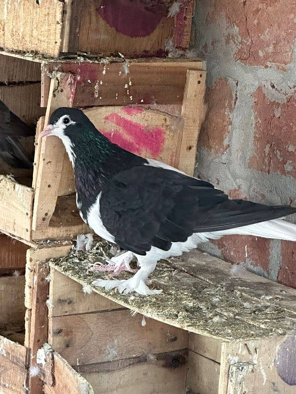 fancy pigeons and mix pigeon 8