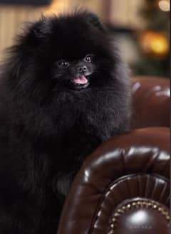 %100 high quality Pomeranian  puppies available