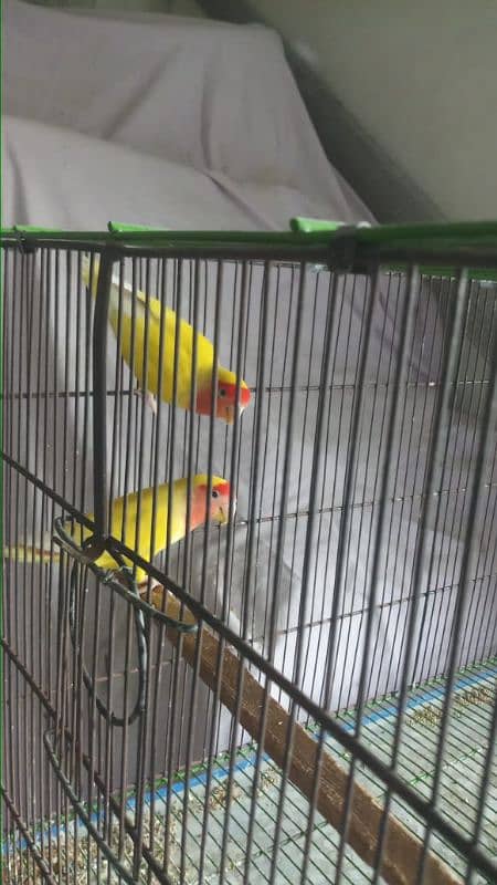 common Latino breeder pair 2