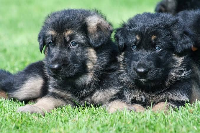 Belgian shepherd puppies / shepherd dog / puppy / black shepherd pair 0