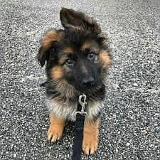 german shepherd puppies / shepherd dog / puppy / shepherd dog