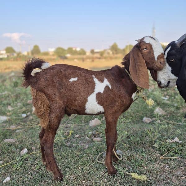 bakra for sale 0