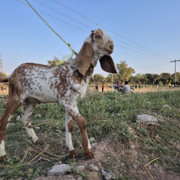 bakra for sale 1