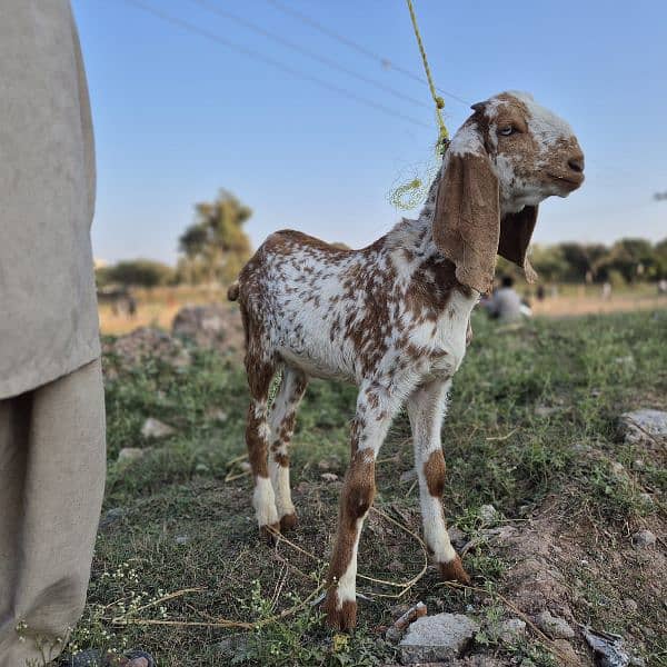 bakra for sale 2