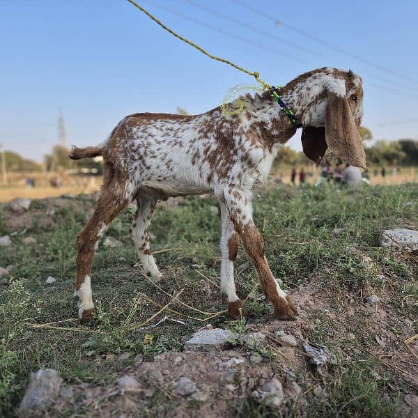 bakra for sale 3