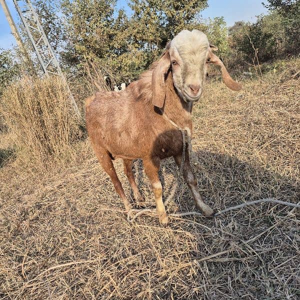 bakra for sale 4