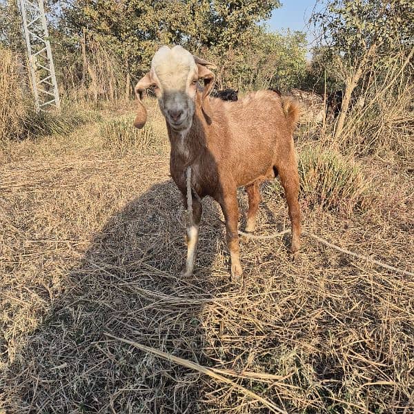 bakra for sale 5