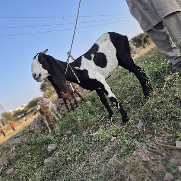 bakra for sale 6