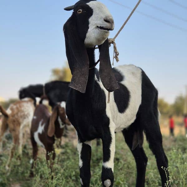 bakra for sale 7