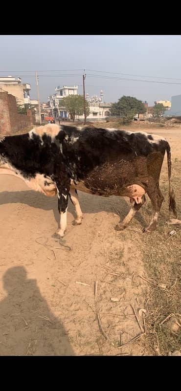 walayti cow 1