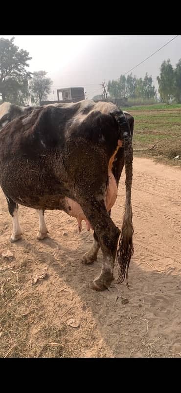 walayti cow 2