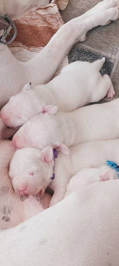 Pedigree Dogo Argentino puppies available for sale