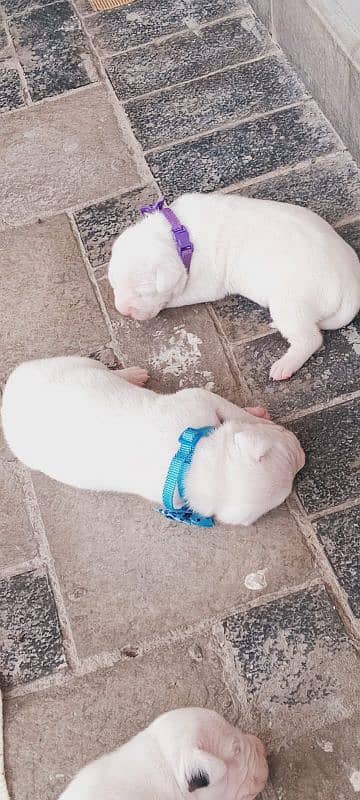 Pedigree Dogo Argentino puppies available for sale 2