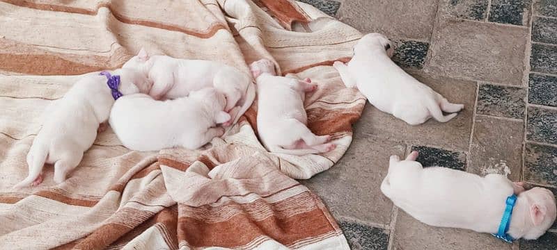 Pedigree Dogo Argentino puppies available for sale 3