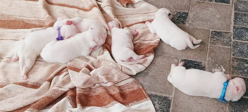 Pedigree Dogo Argentino puppies available for sale 4