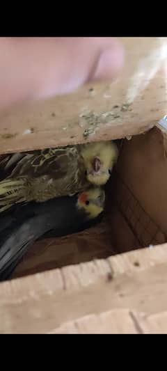 Cockatiel Breeder Pair