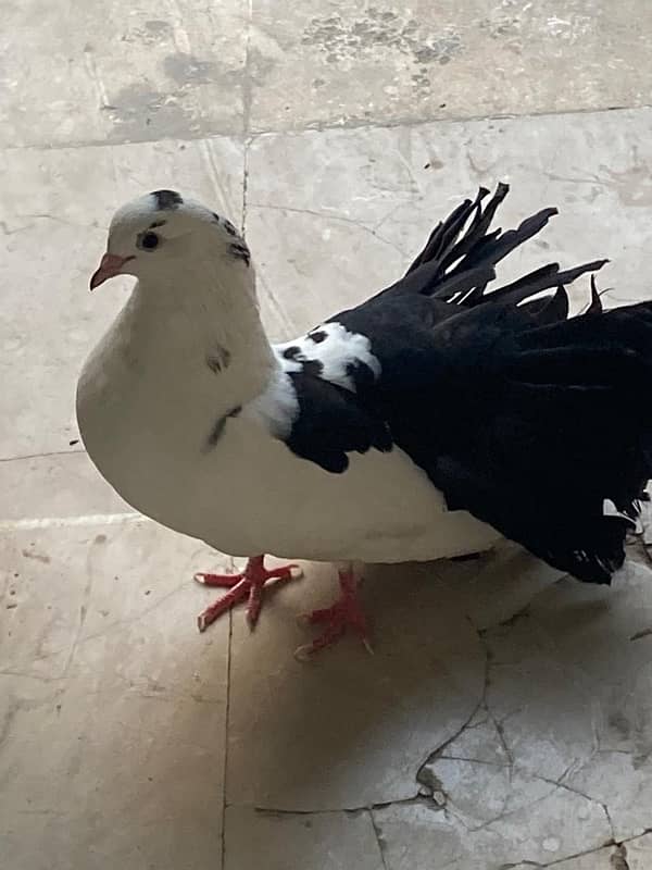 English Fantail pigeon 1