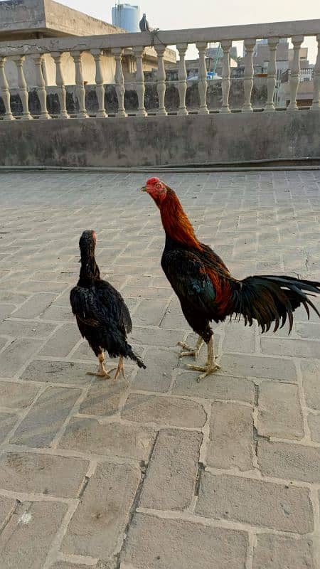 Pakoay Pair age 2.5 years healthy 0