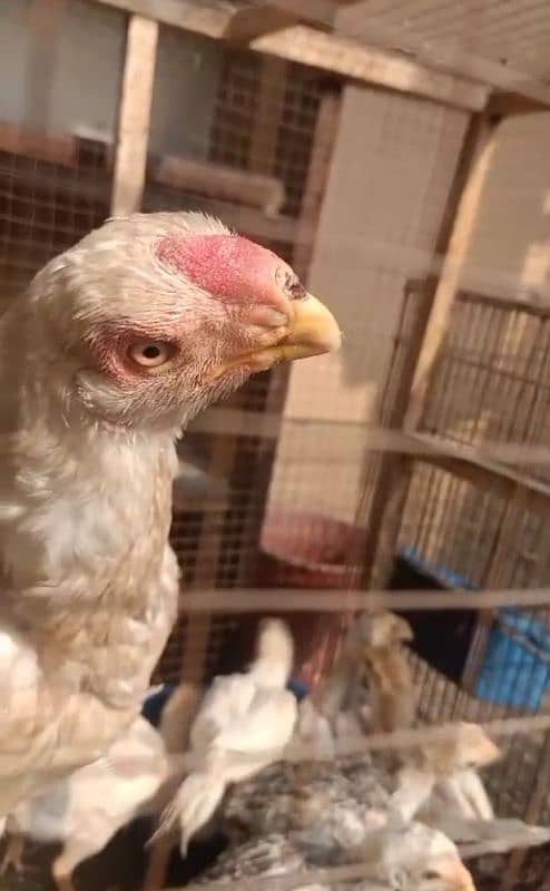 indian Parrot Beak Cross Chicks Available For Sale. 2