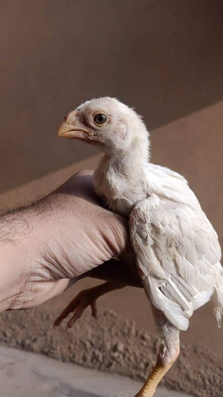 indian Parrot Beak Cross Chicks Available For Sale. 3