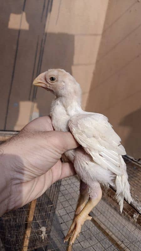 indian Parrot Beak Cross Chicks Available For Sale. 4