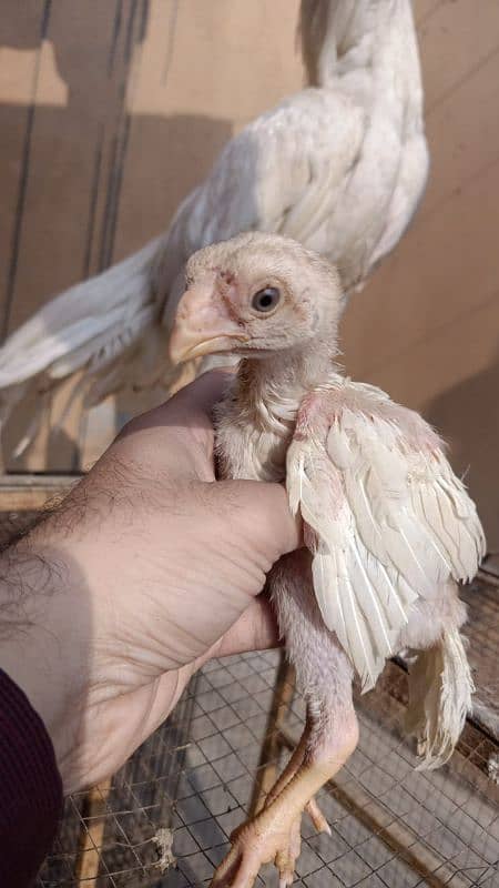 indian Parrot Beak Cross Chicks Available For Sale. 5