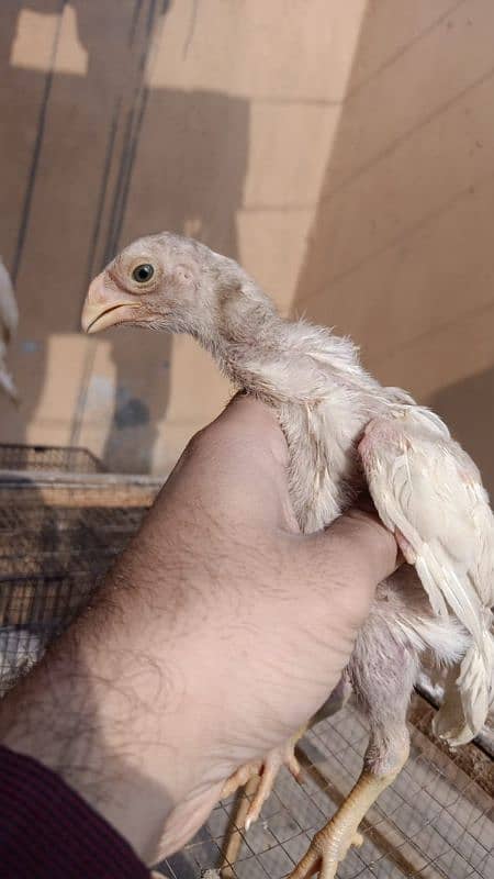 indian Parrot Beak Cross Chicks Available For Sale. 6