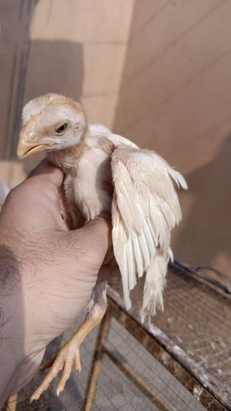 indian Parrot Beak Cross Chicks Available For Sale. 7