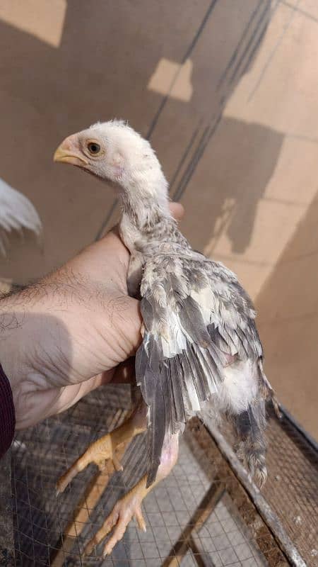 indian Parrot Beak Cross Chicks Available For Sale. 8