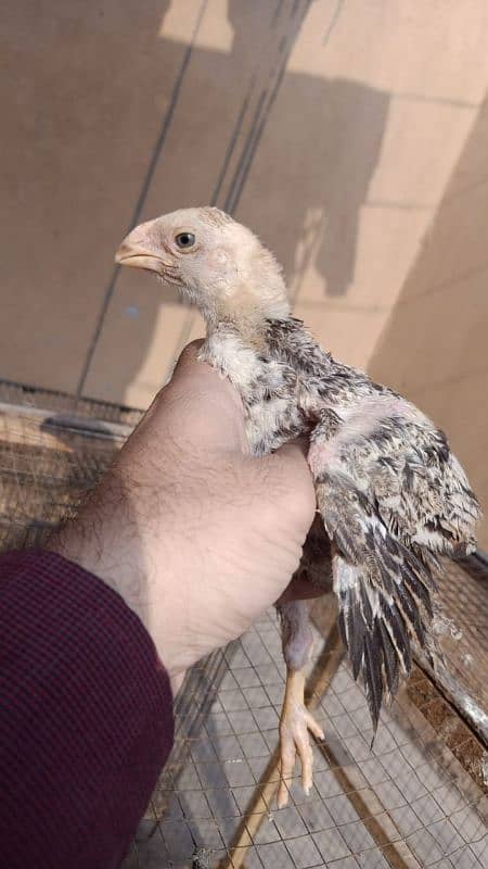 indian Parrot Beak Cross Chicks Available For Sale. 9