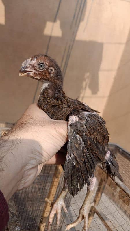 indian Parrot Beak Cross Chicks Available For Sale. 10