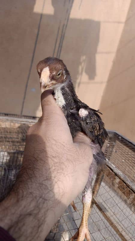 indian Parrot Beak Cross Chicks Available For Sale. 11