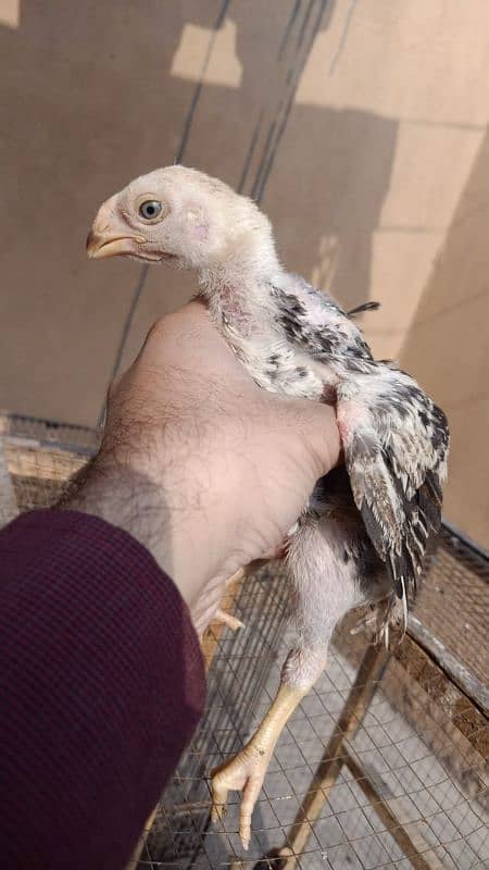 indian Parrot Beak Cross Chicks Available For Sale. 12