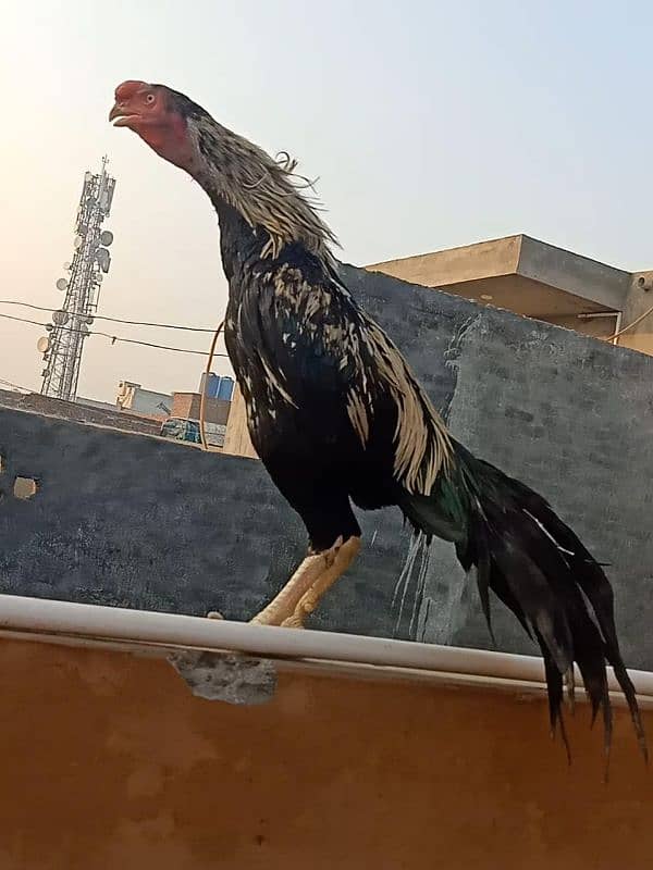 indian Parrot Beak Cross Chicks Available For Sale. 13