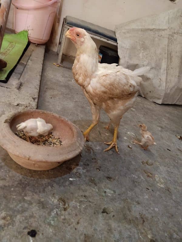 indian Parrot Beak Cross Chicks Available For Sale. 14