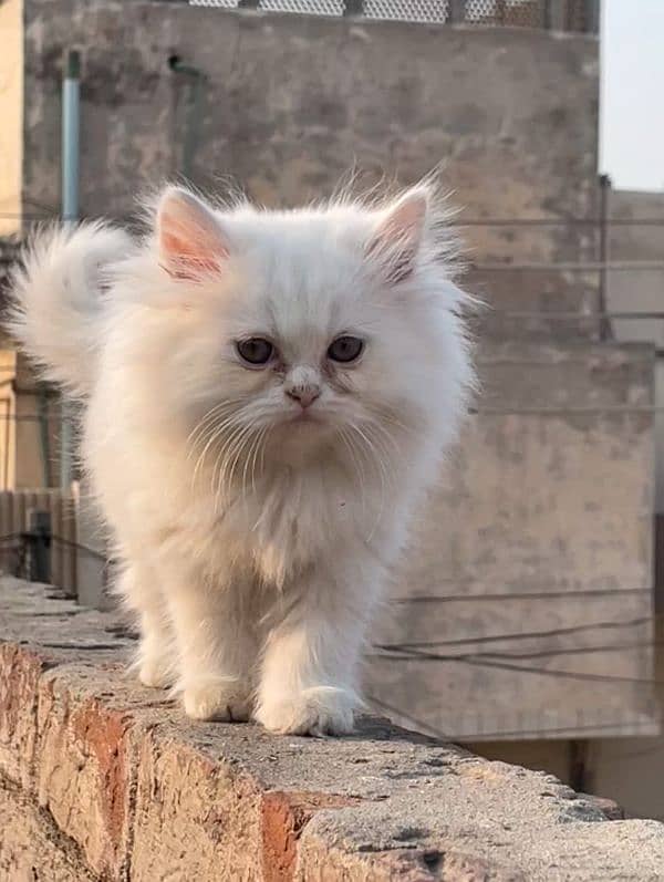 Persian kitten |triple coat cat| liter train |punch face| imported|cat 0