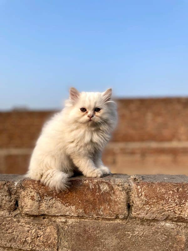 Persian kitten |triple coat cat| liter train |punch face| imported|cat 1