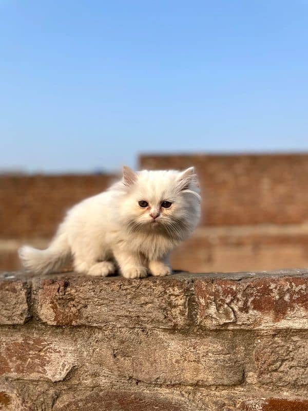 Persian kitten |triple coat cat| liter train |punch face| imported|cat 3