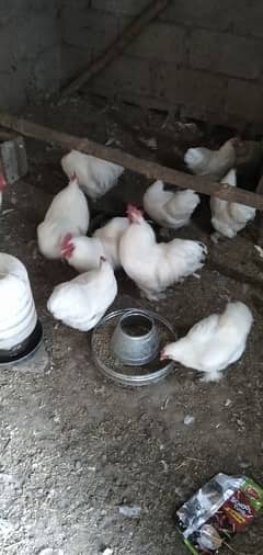 White Bantam Eggs available for sale