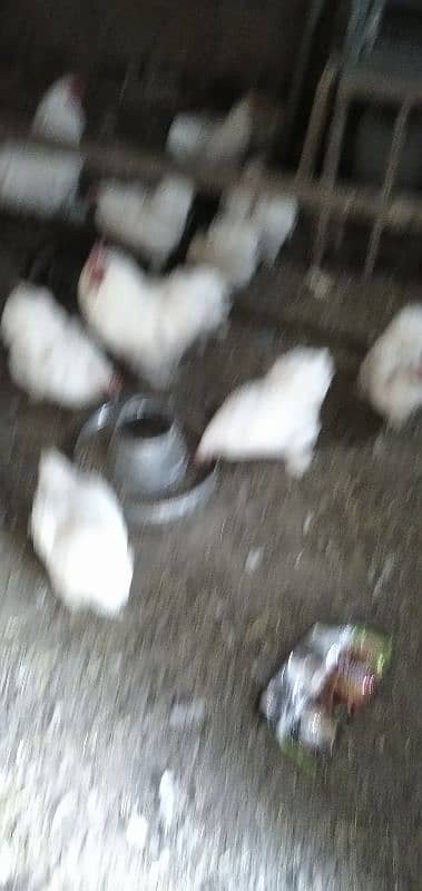 White Bantam Eggs available for sale 2