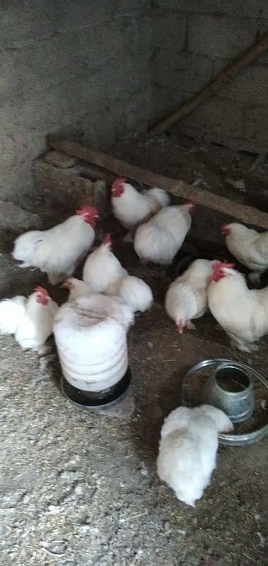 White Bantam Eggs available for sale 3