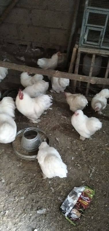 White Bantam Eggs available for sale 4