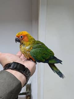 baby sun conure