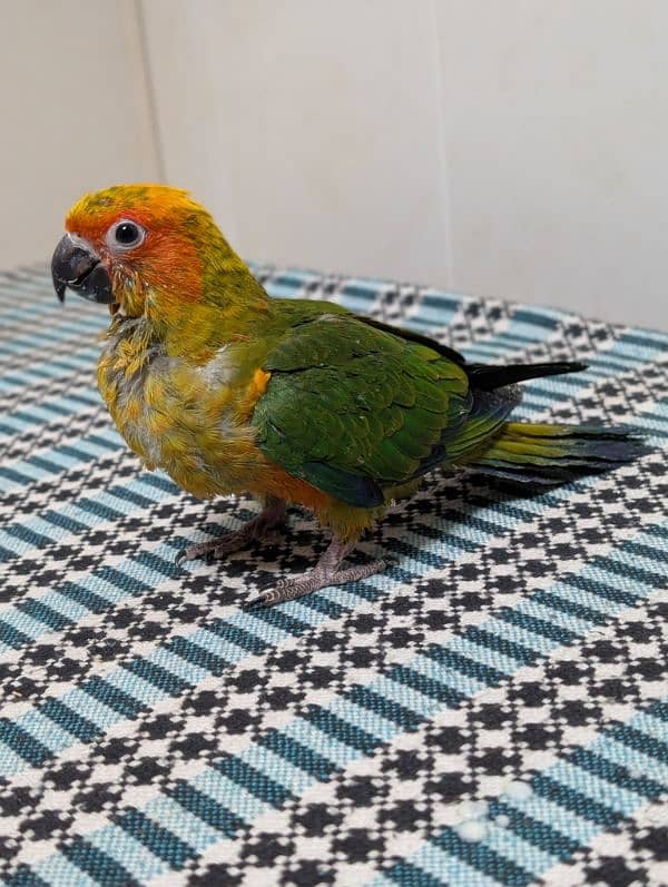 baby sun conure 1