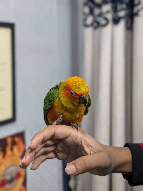 baby sun conure 2