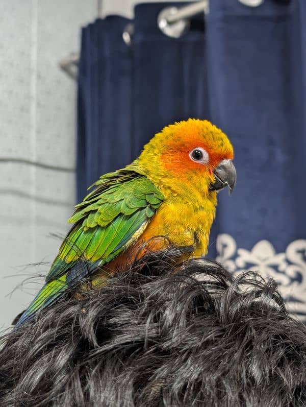 baby sun conure 3