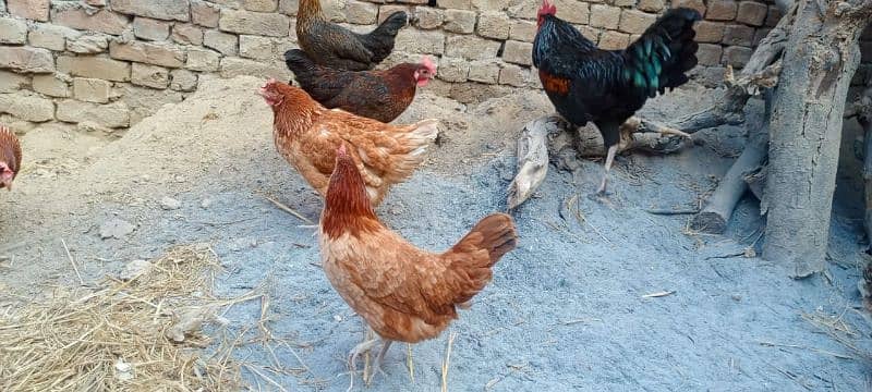 Desi eggs laying hens 0